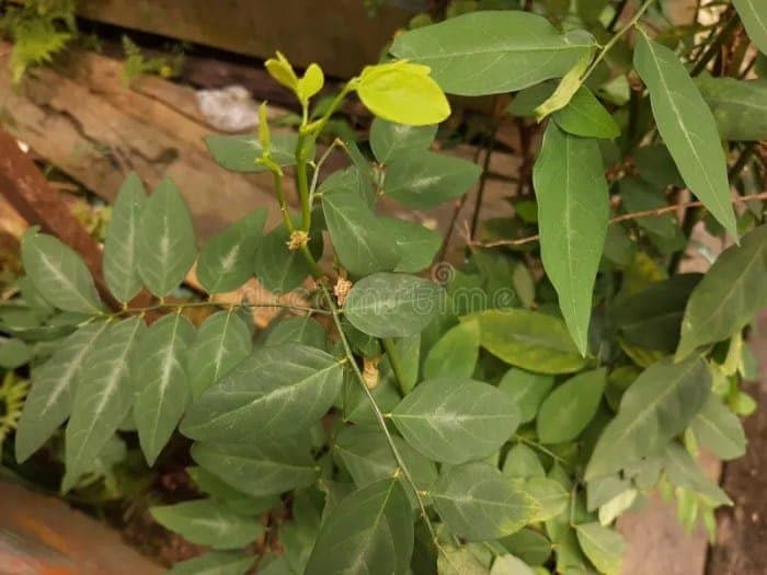 Cara Memanfaatkan Daun Katuk untuk Memperbanyak ASI - Sewa Freezer ASI | Mum 'N Hun