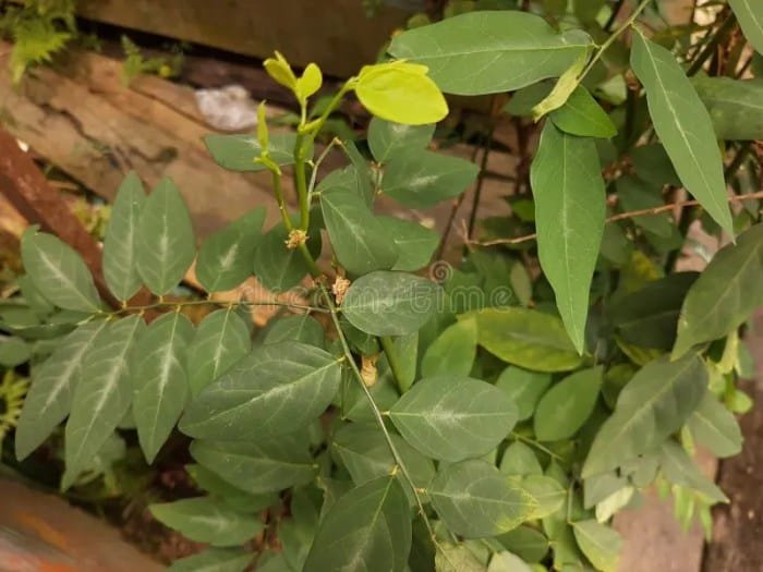 Cara memanfaatkan daun katuk untuk memperbanyak ASI