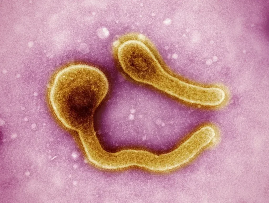 a close up of an animal cell with a yellow substance